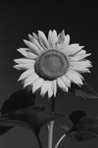 Girasol.png